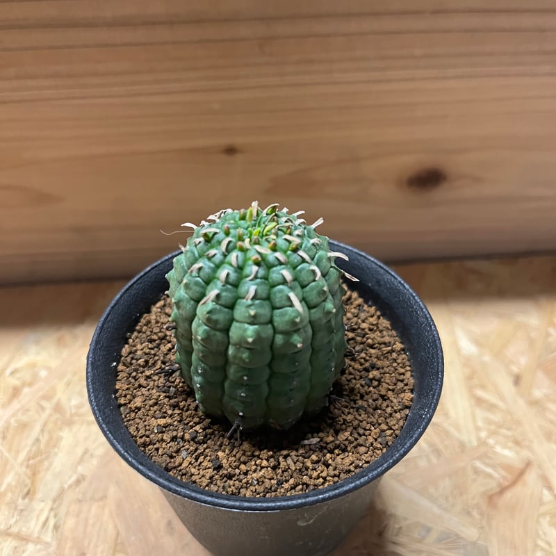 ユーフォルビア ステリスピナ 群星冠 | GREEN LUCK