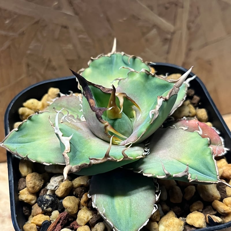 アガベ チタノタ 巨獣 | GREEN LUCK