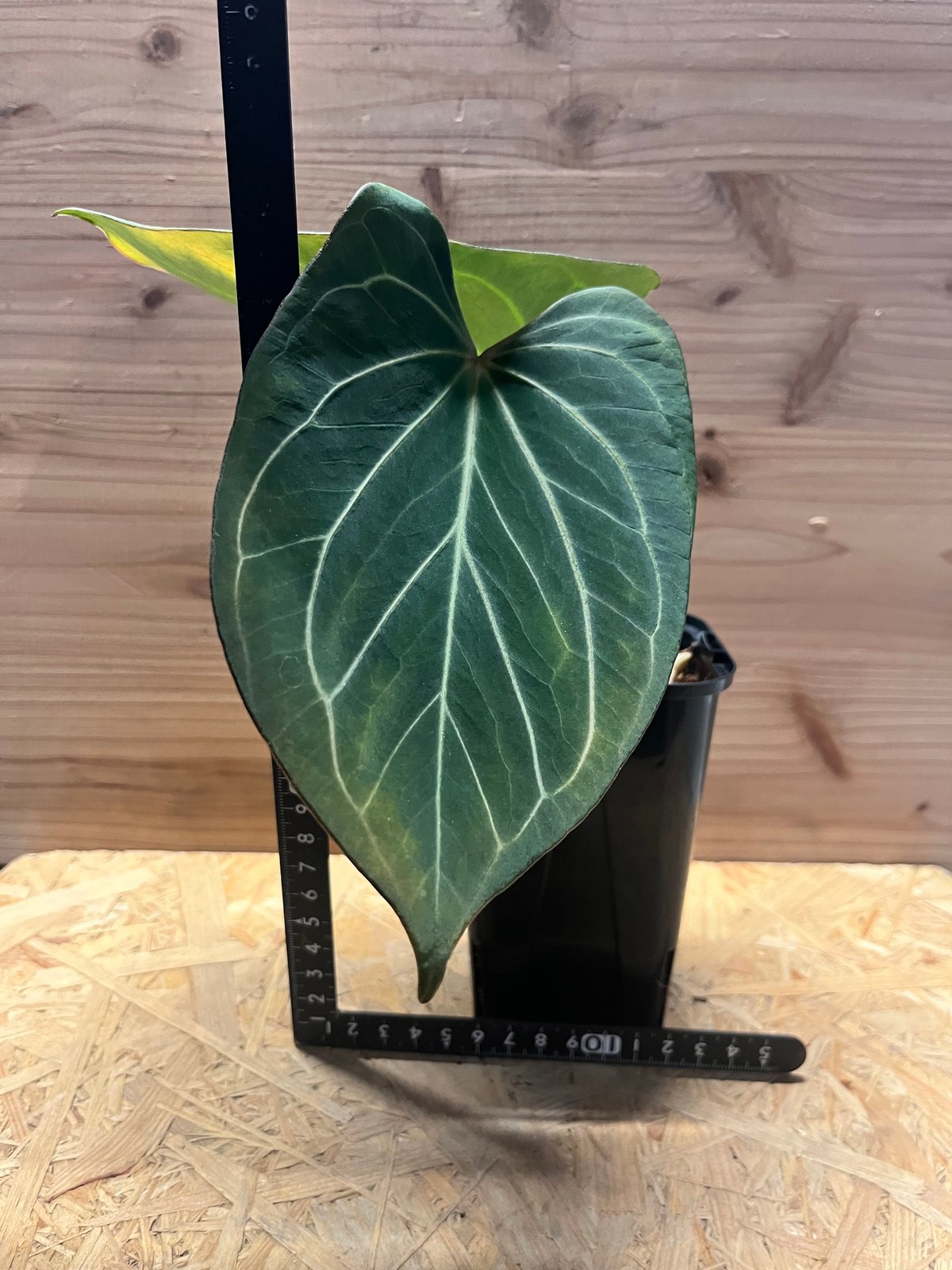 アンスリウム 'キングオブスペード' | GREEN LUCK