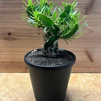 アデニア ペリエリ | GREEN LUCK