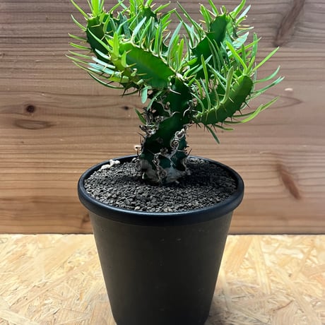 ユーフォルビアムランジーナ | STORES