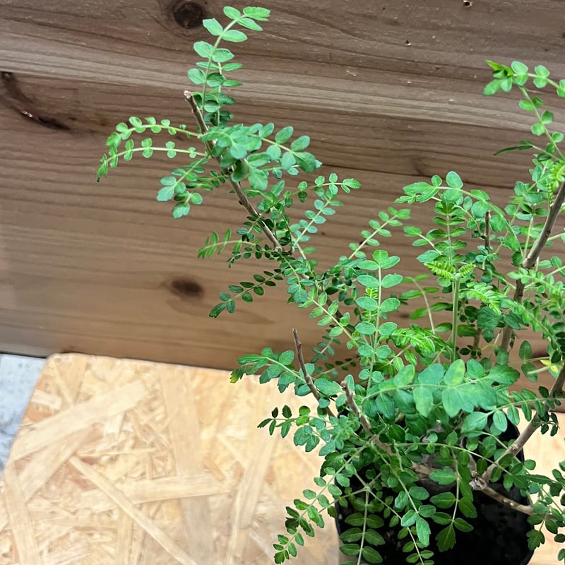 ボスウェリア ネグレクタ | GREEN LUCK