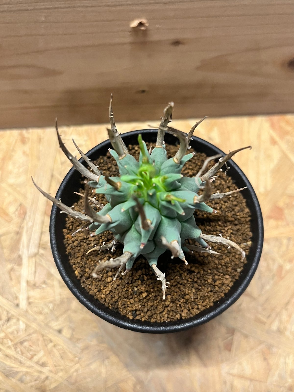 闘牛角　スコエンランディ　現地球 ユーフォルビア スコエンランディ（闘牛角）001 – linkplants