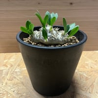 ディオーン エデュレ | GREEN LUCK