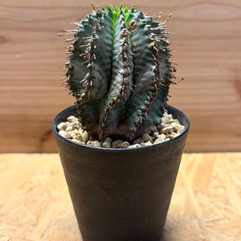 ユーフォルビア　ホリダ ユーフォルビア ホリダ | GREEN LUCK