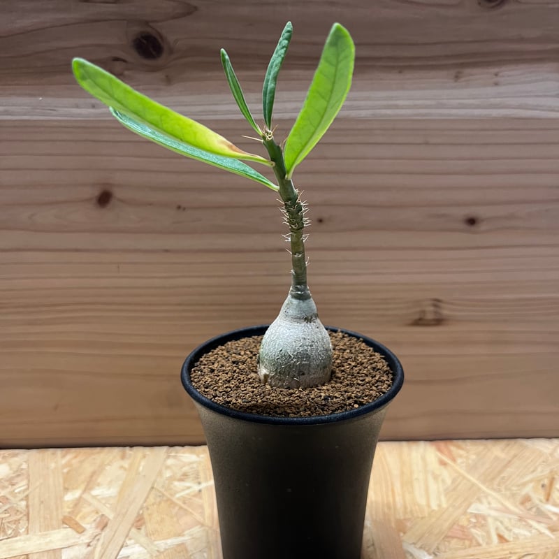 パキポディウム ビスピノーサム | GREEN LUCK