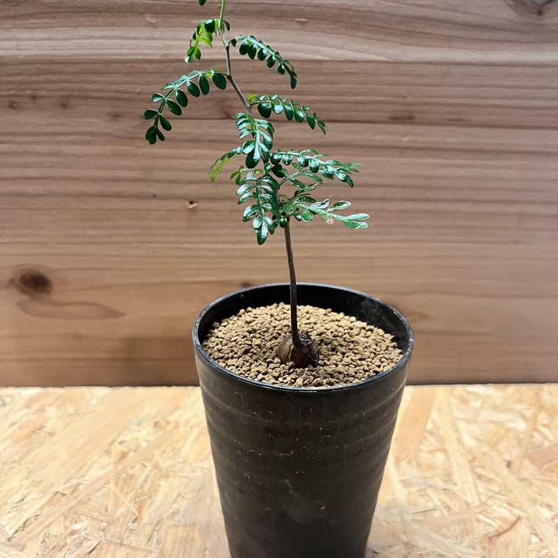 み*や様 【再出品】オペルクリカリア パキプス 鉢ごと み*や様 【再