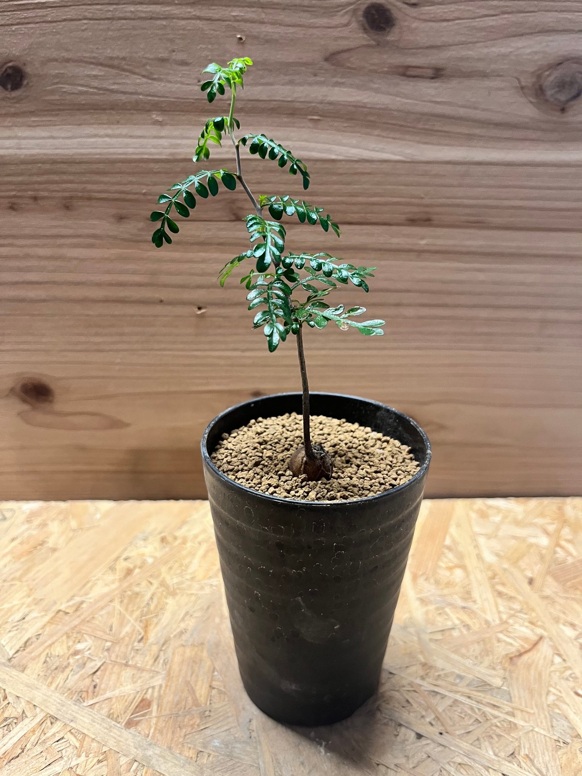 オペルクリカリア パキプス | GREEN LUCK