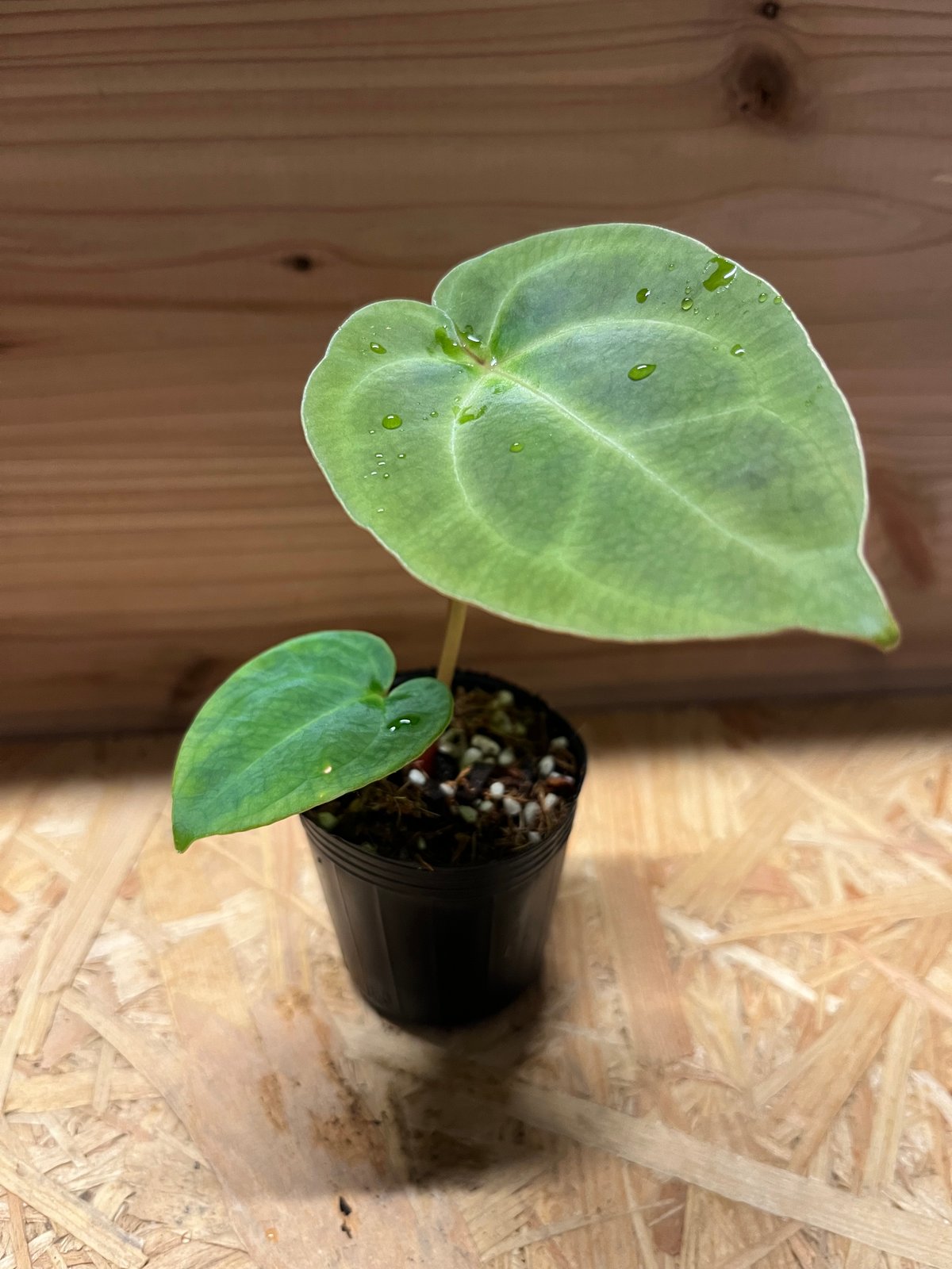 アンスリウム　ハイブリッド アンスリウム ハイブリッド aff.Besseae×Magnificum Verde | GR