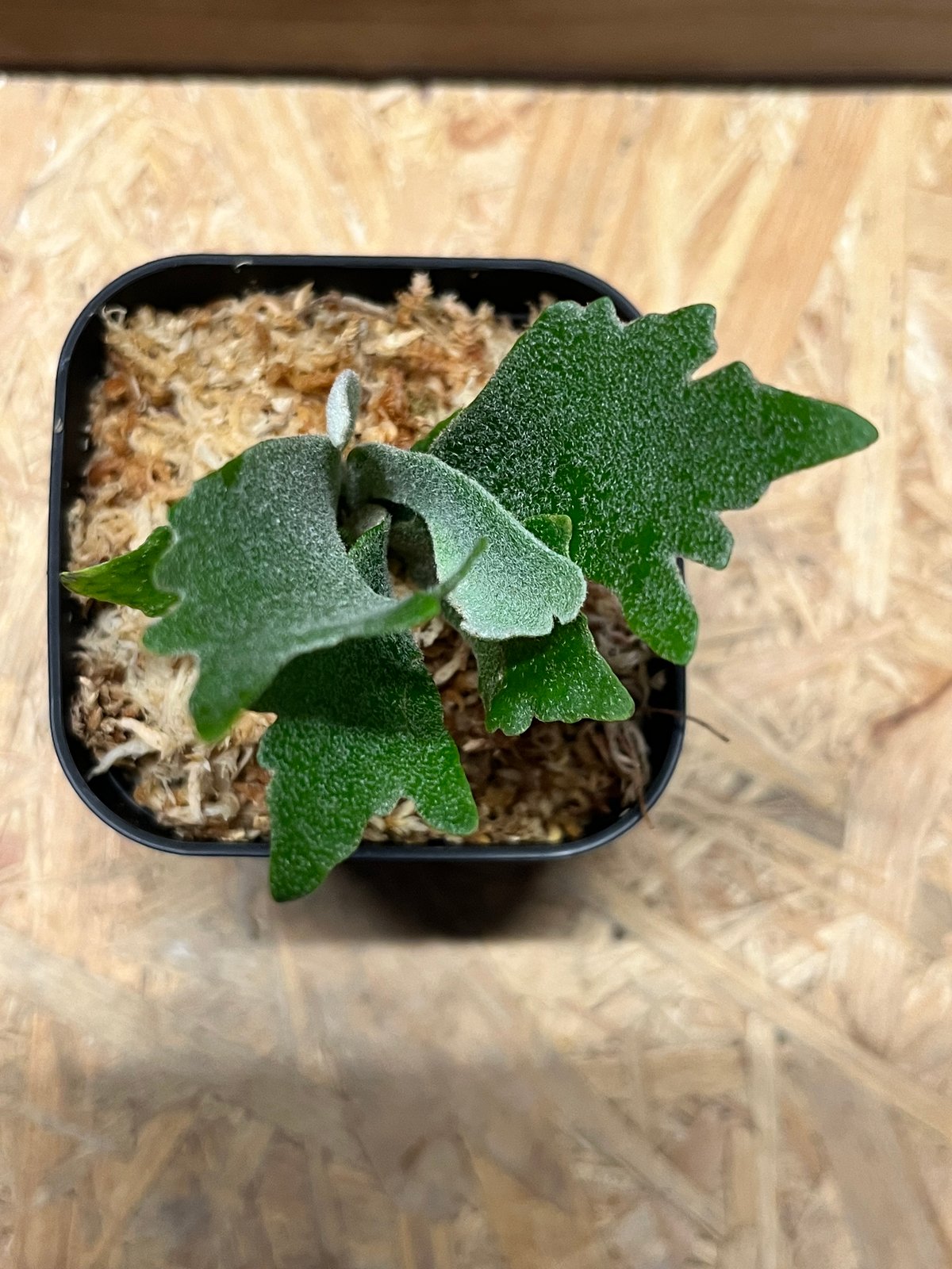 ビカクシダ シュプール | GREEN LUCK