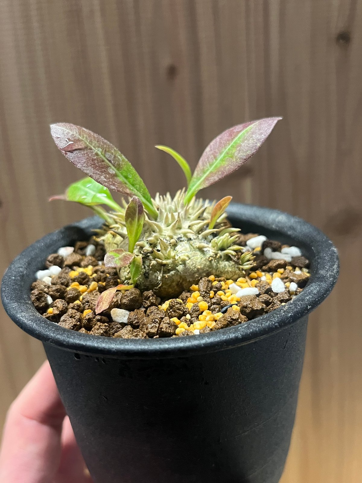 パキポディウム ブレビカウレ 恵比寿笑い | GREEN LUCK