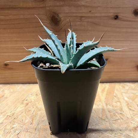 アガベユタエンシスエボリスピナ | STORES