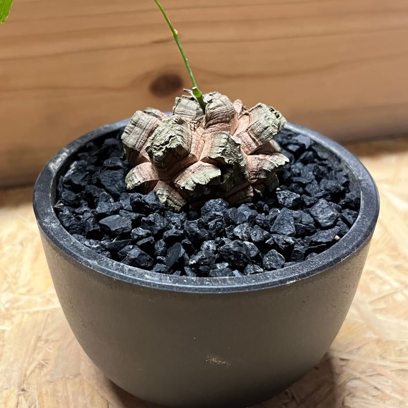 亀甲竜 ディオスコレア エレファンティペス | GREEN LUCK