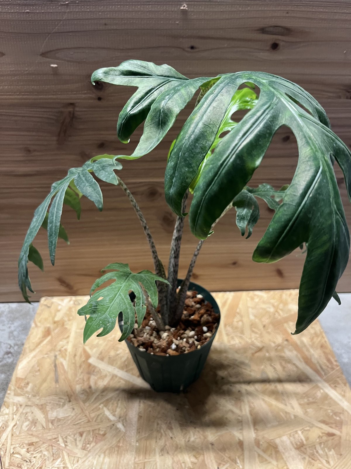 アロカシア ブランキフォリア | GREEN LUCK