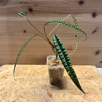 エクメア・オーランディアナ・コレイアアラウジョイ Aechmea 'Correia-Araujoi' エクメア・'コレイアアラウジョイ