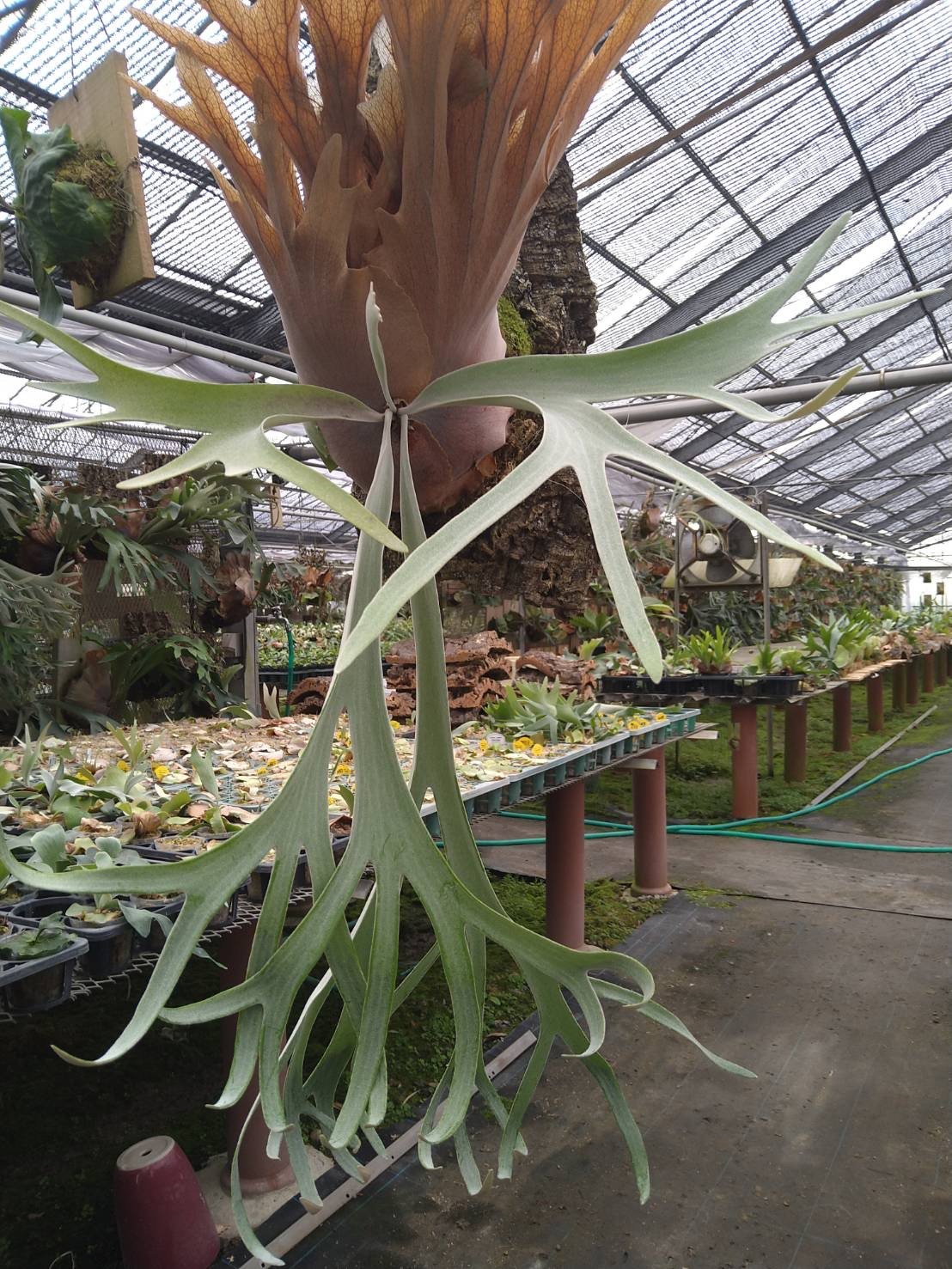 【値下げ交渉可】ビカクシダ／ベイチー✘ウィリンキー／中株 ビカクシダ ウィリンキー×ベイチー | GREEN LUCK