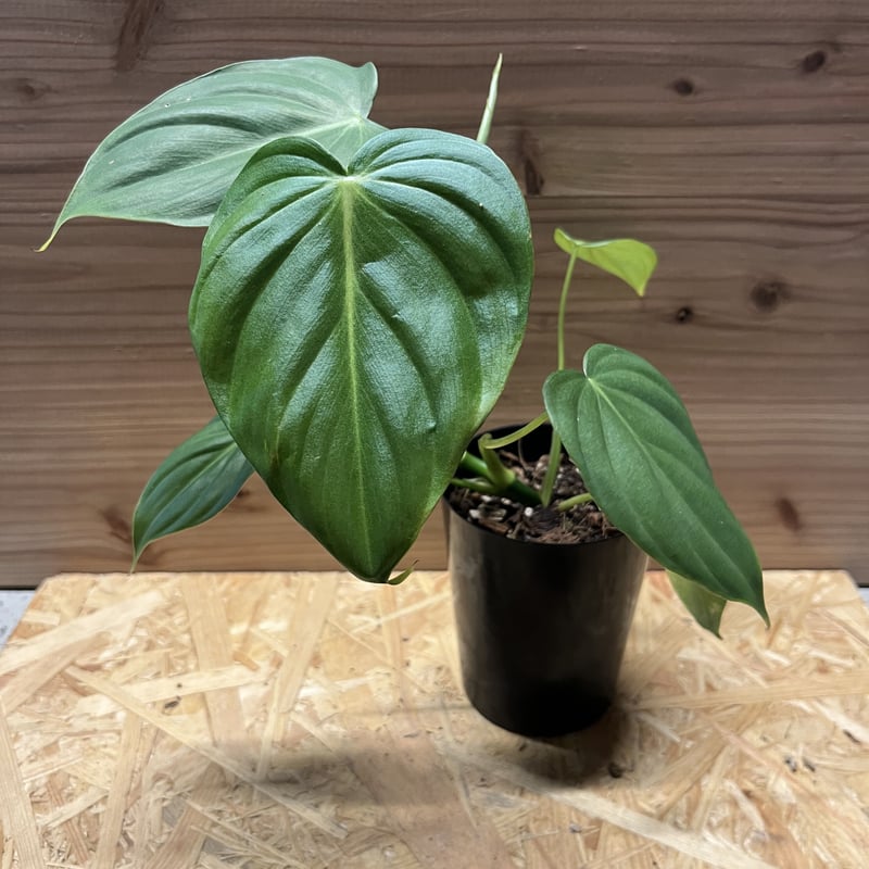 フィロデンドロン ディーンマクドウェル | GREEN LUCK