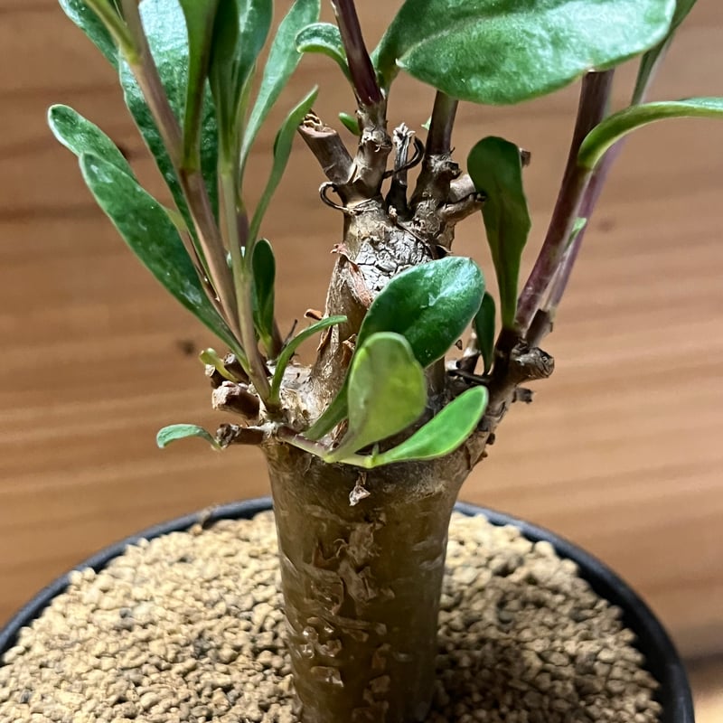 オトンナ ロバタ | GREEN LUCK