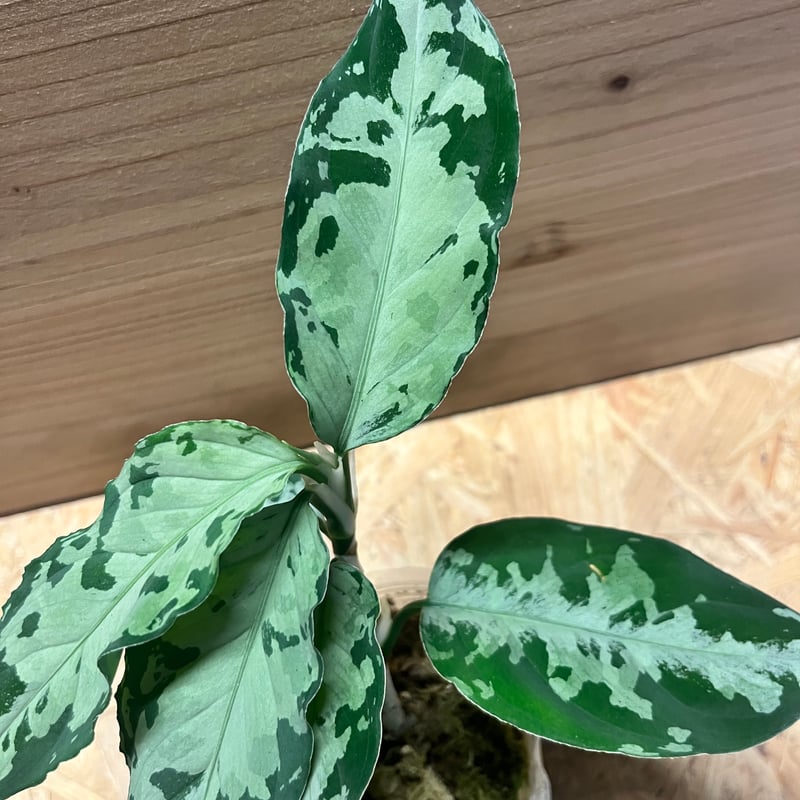 アグラオネマ　ピクタム アグラオネマ ピクタム 【観葉植物 4号／1個売り】｜ 【植物の