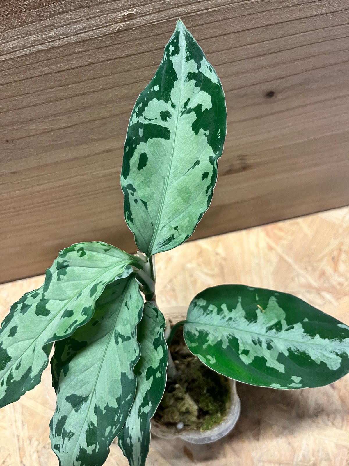 アグラオネマ ピクタム トリカラー 'ブラック' | GREEN LUCK