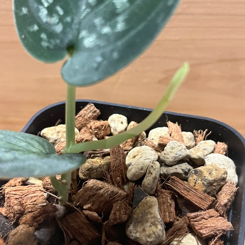 スキンダプサス スーパーブラック ボルネオ | GREEN LUCK