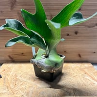 ビルベルギア スローポーク | GREEN LUCK