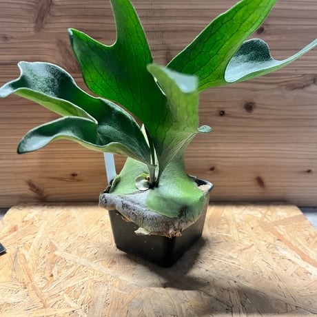 hide3060さま専用　nadare ビカクシダ hide3060さま専用 nadare ビカクシダ hide3060さま専用 nadare ビカクシダ