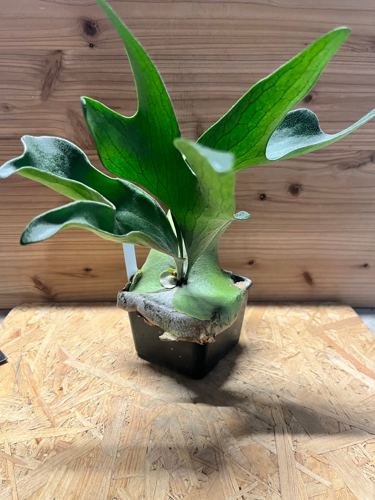 ビカクシダ　大株　ヒリードラゴン ビカクシダ ヒリー ドラゴン | GREEN LUCK