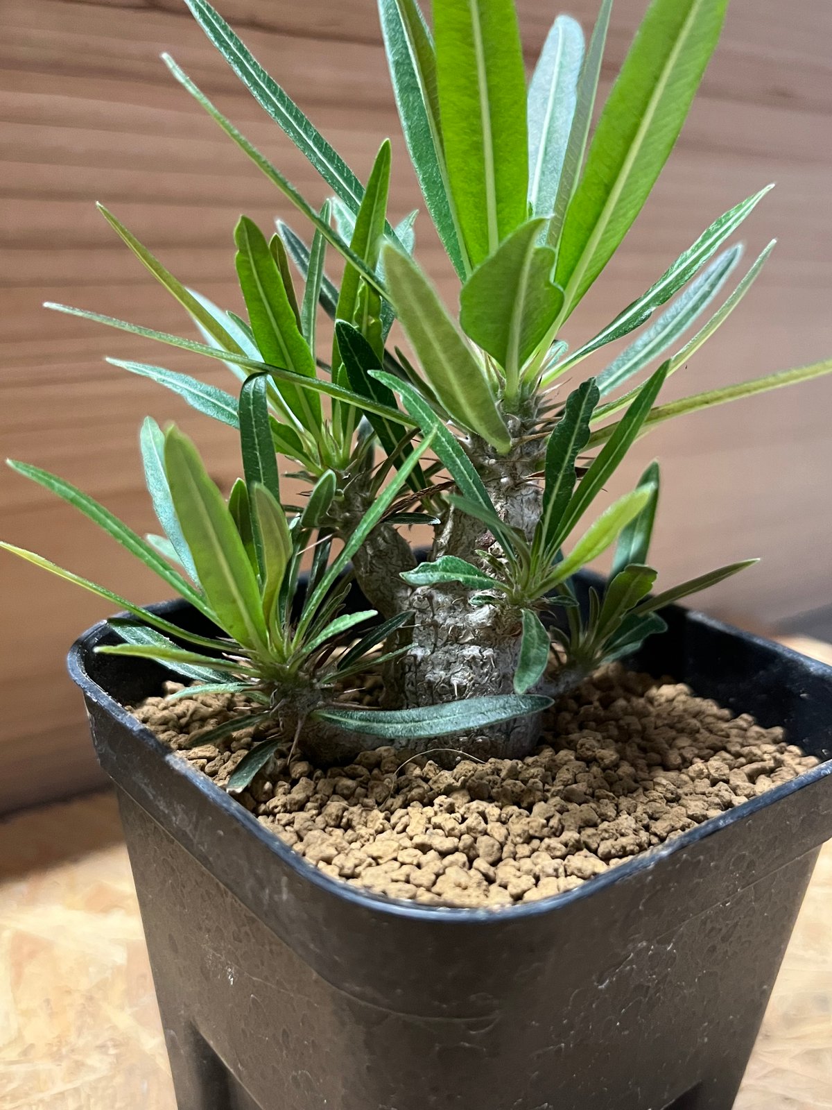 パキポディウム グラキリス 実生 | GREEN LUCK