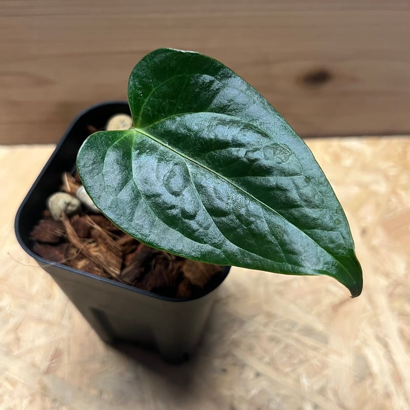 アンスリウム クイーンオブハーツ | GREEN LUCK