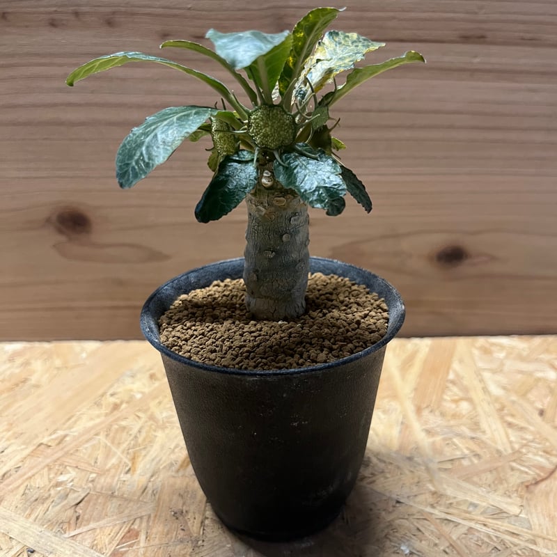 ドルステニア フォエチダ 斑入り | GREEN LUCK