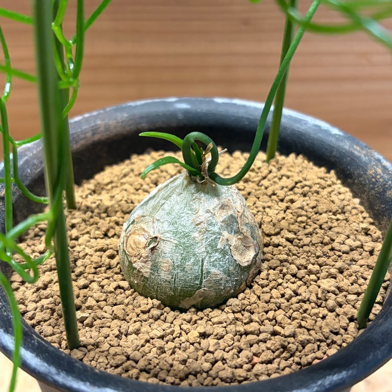 ボウィエア ボルビリス 蒼角殿 | GREEN LUCK