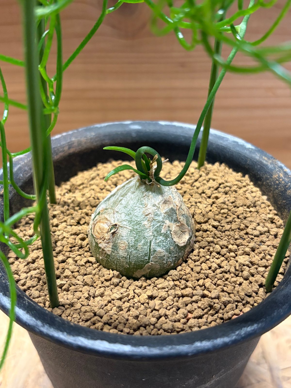 ボウィエア ボルビリス 蒼角殿 | GREEN LUCK