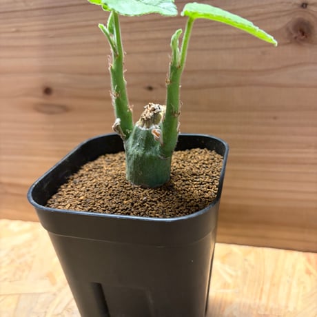 アデニア　ケラマンサス