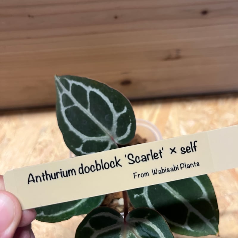 Anthurium Docblock 'Scarlet' S1 スカーレット MonsteraX Marketplace | Anthurium docblock 'scarlet' x self