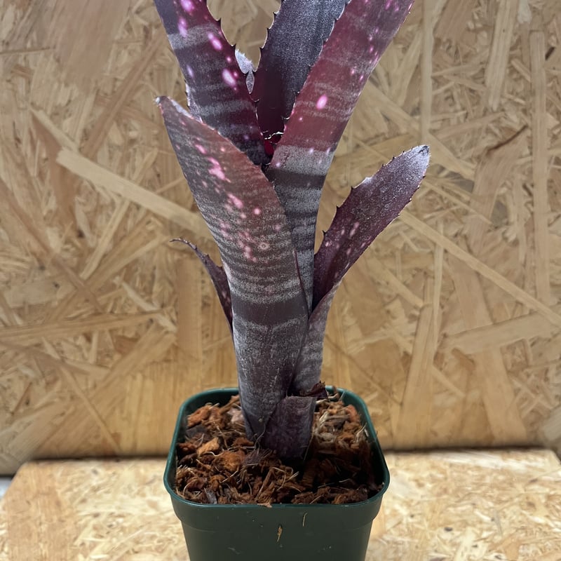 ビルベルギア スモークスタック | GREEN LUCK