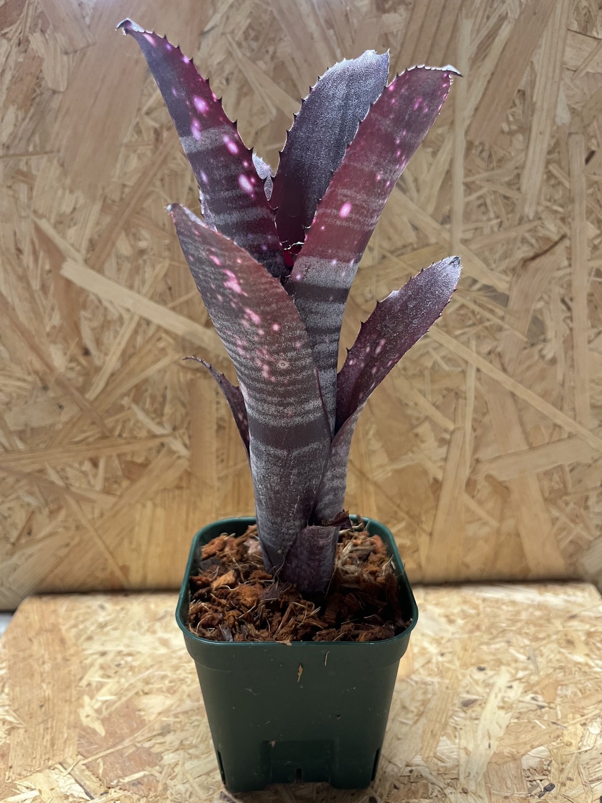 ビルベルギア スモークスタック | GREEN LUCK