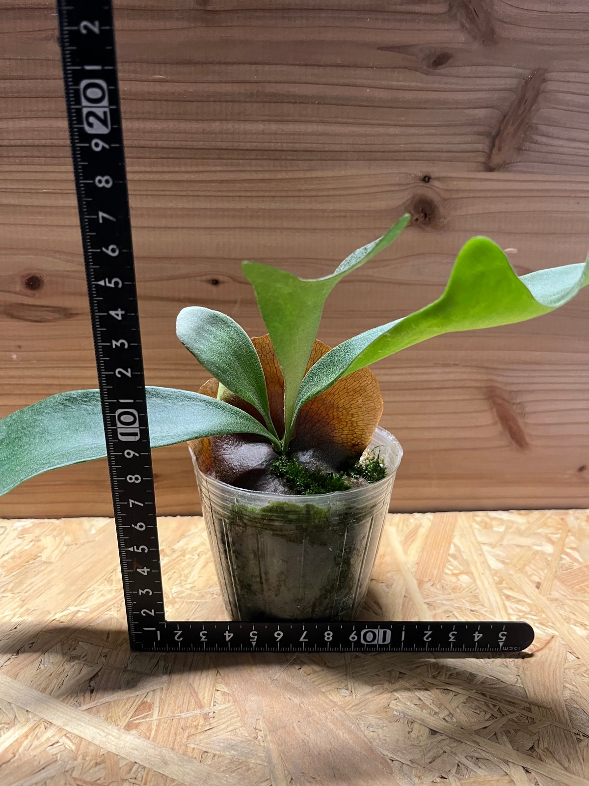 ビカクシダ プライノーン | GREEN LUCK