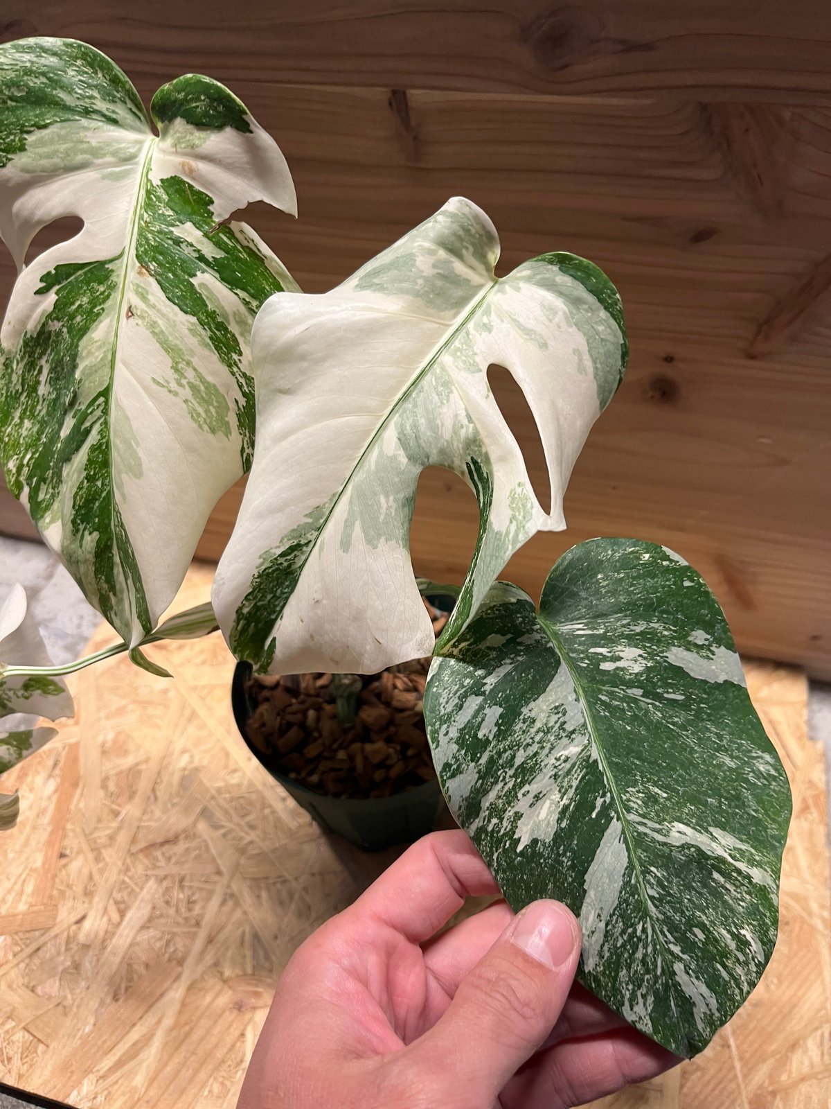 モンステラ　ボルシギアナ　ハワイ産　極斑 モンステラ ボルシギアナ ハワイ産 (Monstera deliciosa variety