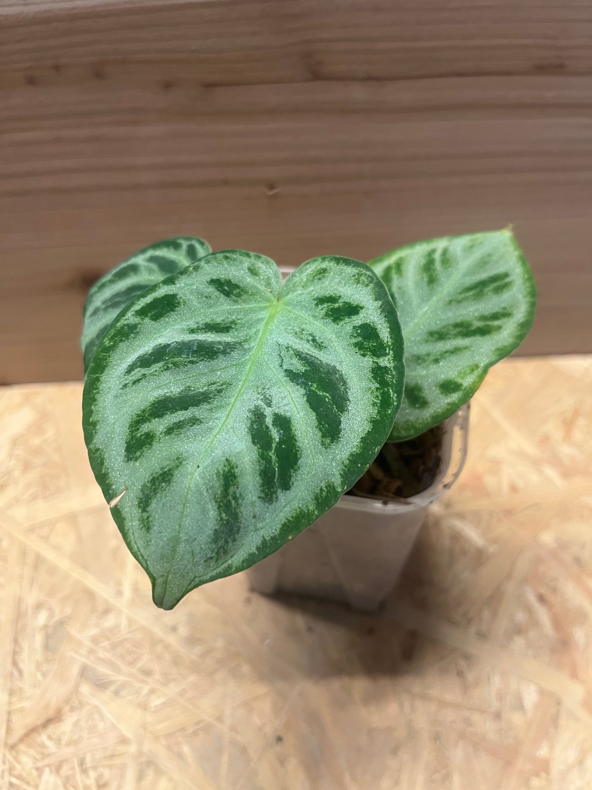 アンスリウム シルバークローム | GREEN LUCK