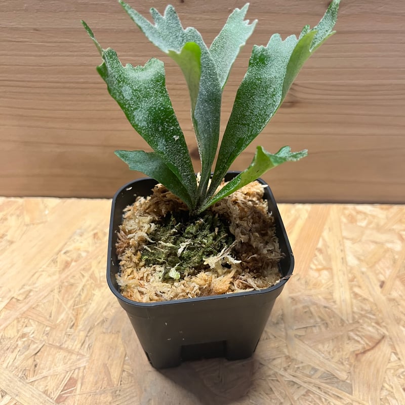 ま*ー様 P.willinckii spur シュプール　ビカクシダ m*n様 P.willinckii spur シュプール ビカクシダ - メルカリ