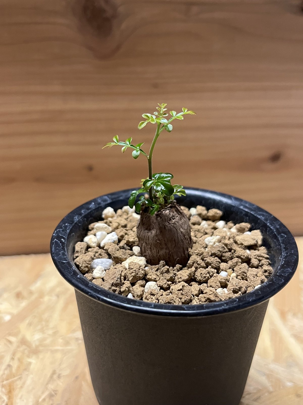 オペルクリカリア デカリー | GREEN LUCK