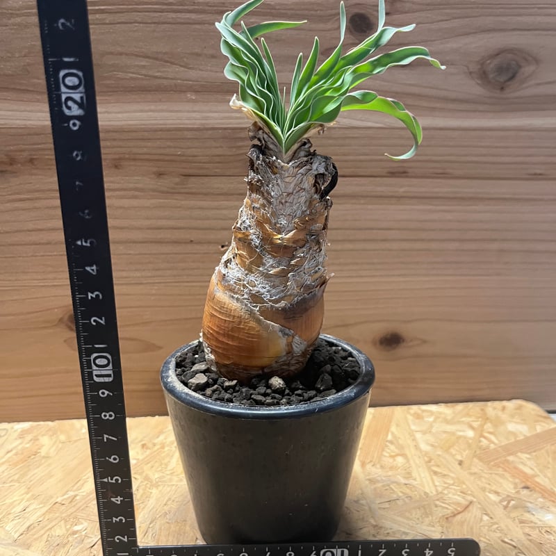 ブーファン ディスティチャ 3 ブーファン ディスティチャ