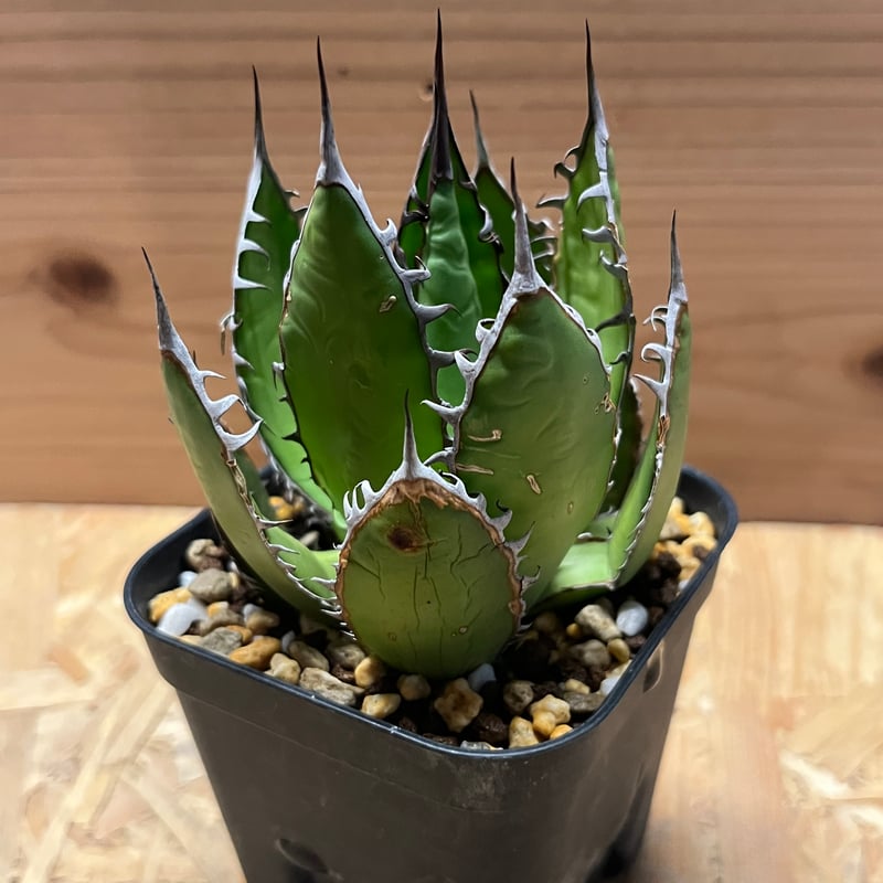 アガベ ホリダ | GREEN LUCK