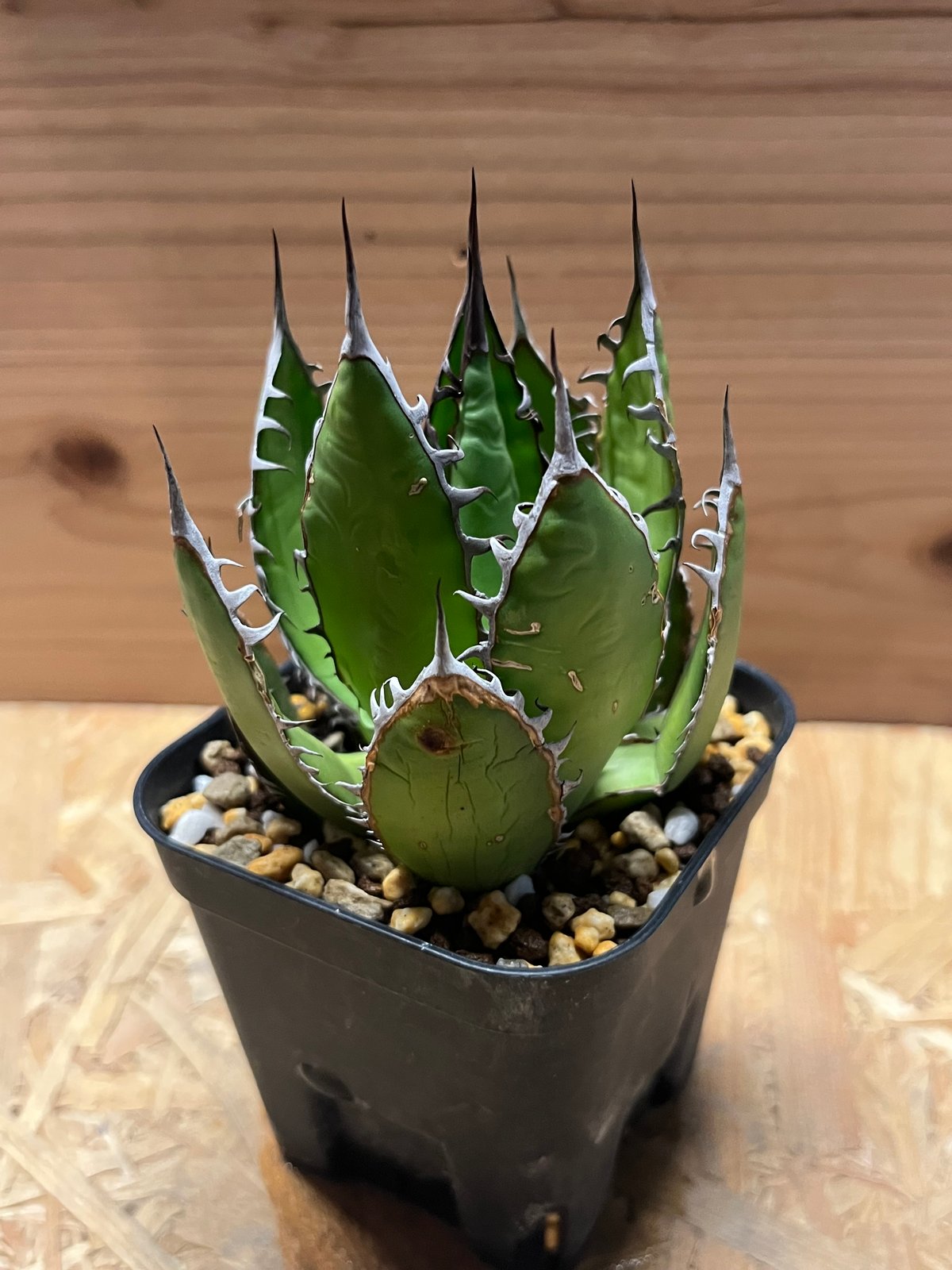 アガベ ホリダ | GREEN LUCK