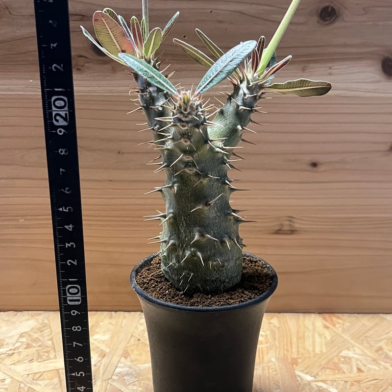 【現品】パキポディウム・ロスタツム・カクチペス　5号　６E番 パキポディウム カクチペス | GREEN LUCK