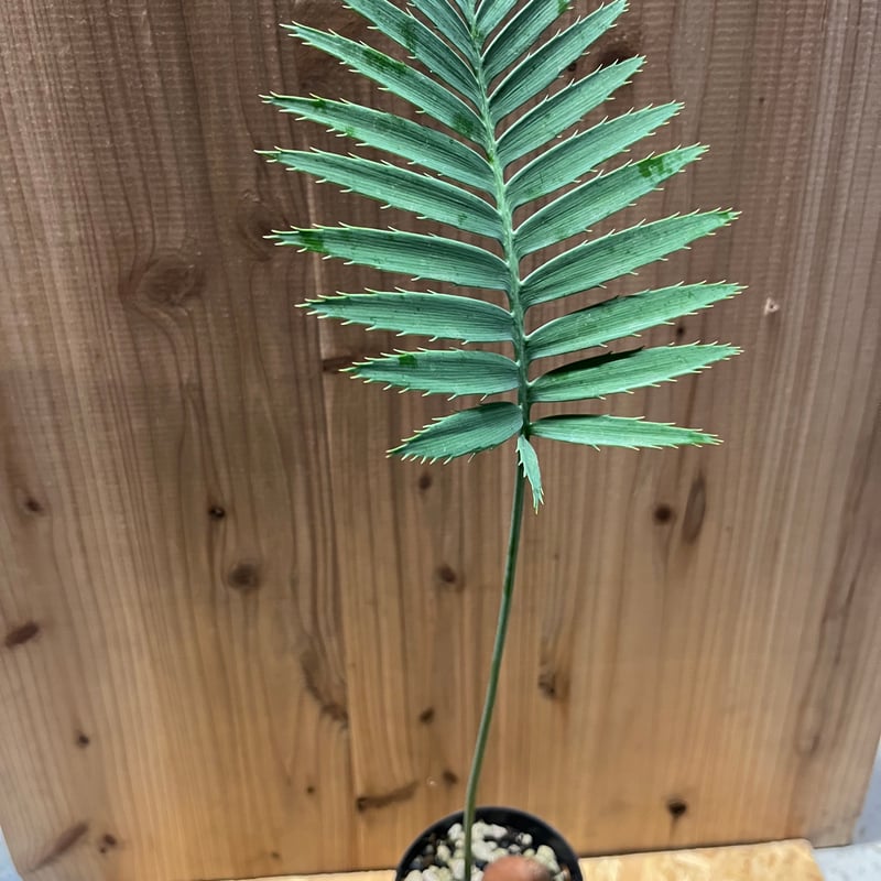 ディオーンスピヌロスム imgrc0095706436.jpg