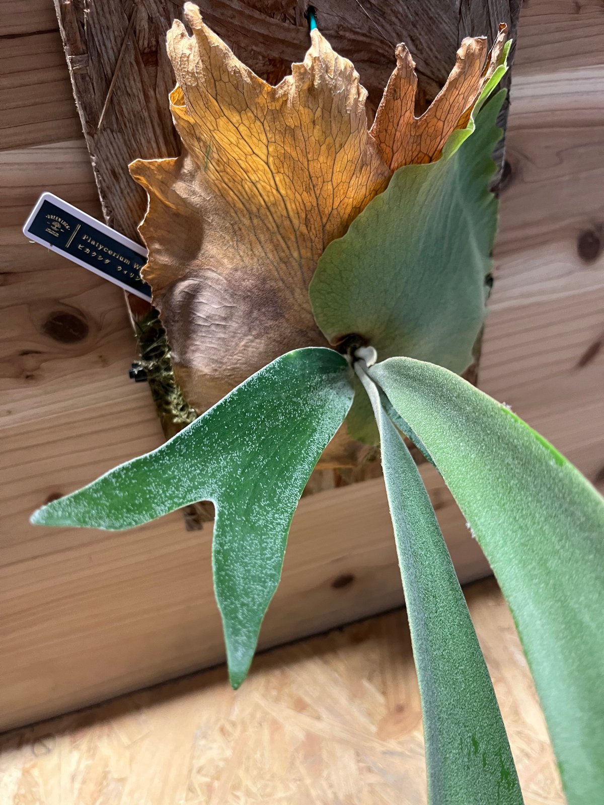 ビカクシダ ウィリンキー バリ | GREEN LUCK