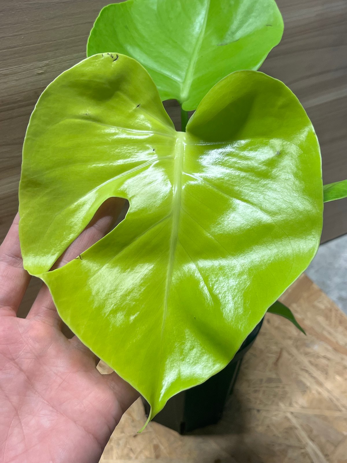 モンステラ デリシオーサ ゴールドリーフ | GREEN LUCK