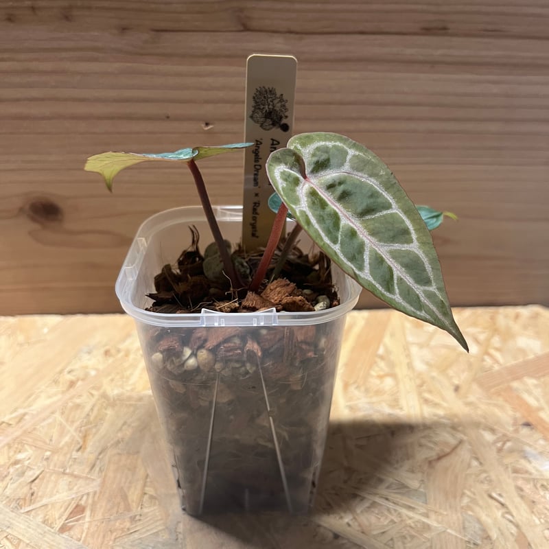 アンスリウム エンジェルズドリーム×レッドクリスタリナム | GREEN LUCK